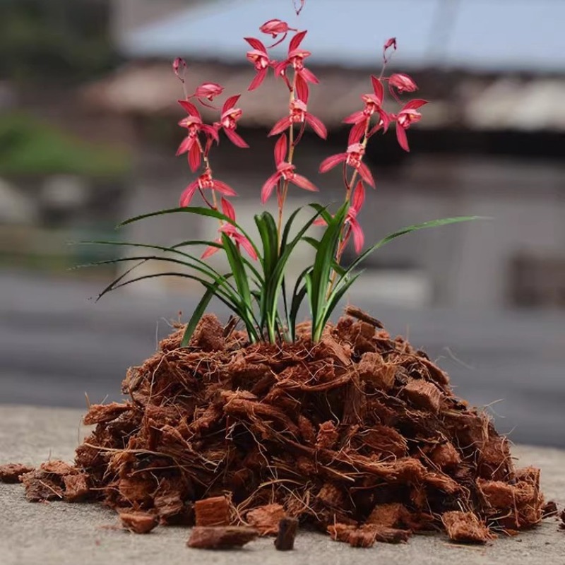 Ladrillo de fibra de coco con  - Substrate Coconut Fiber reseña y precio